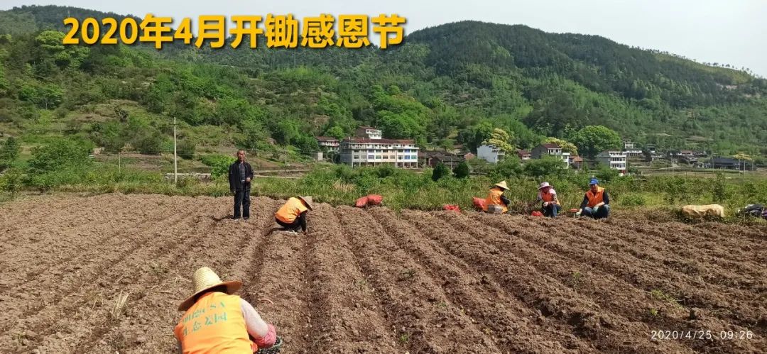 秋收节感恩什么？（浙江仙居七不姜 欢喜农耕 心悦自然 ）