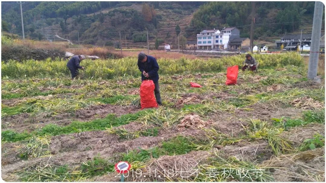 秋收节感恩什么？（浙江仙居七不姜 欢喜农耕 心悦自然 ）