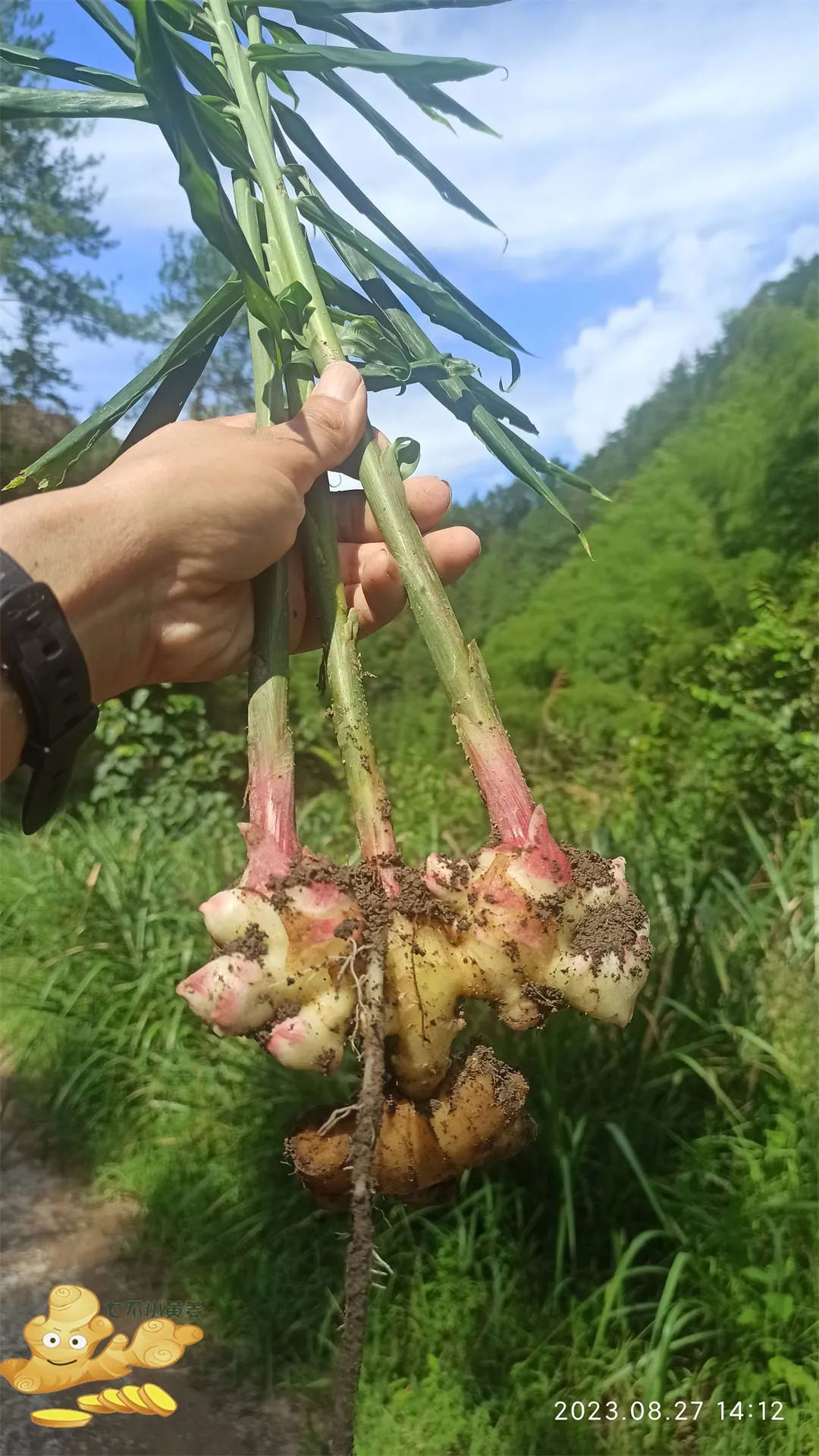 浙江仙居 七不小黄姜 鲜嫩姜 新鲜 超新上市 每周超鲜嫩姜2斤/5斤 生姜鲜姜2023年9月现采现发 生态自然 明安心法农业