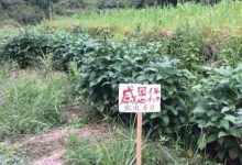 2023年七不姜春耕 明安農業告動物蟲鳥書：尊敬的諸位動物蟲鳥先生小姐們，七不小黃姜寶貝們 ...耕好自家心田 灑滿大千世界-七不姜 生姜養生網-明德CSA生態姜園&明安農業