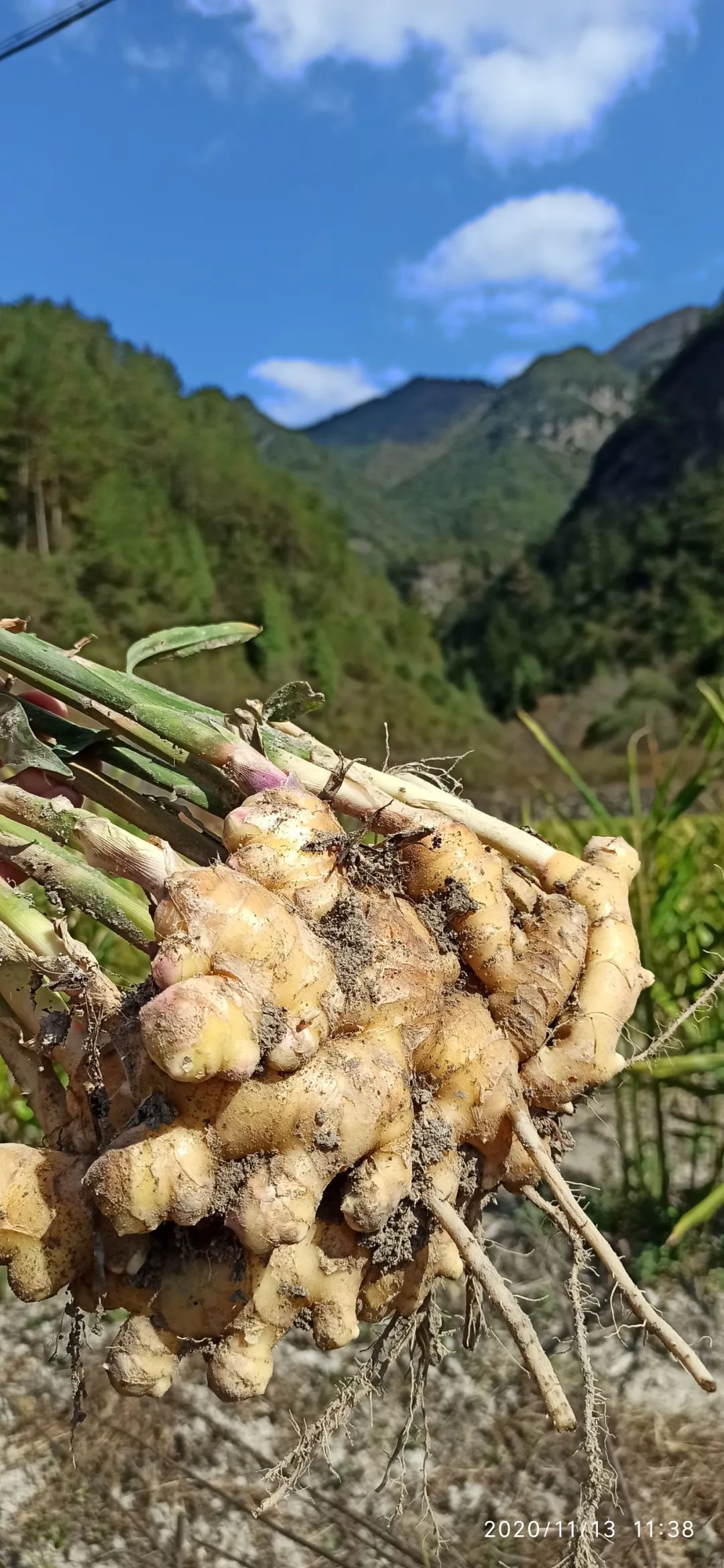 秋收节感恩什么？（浙江仙居七不姜 欢喜农耕 心悦自然 ）