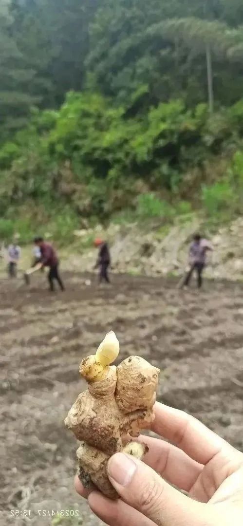 五一节快乐！七不大米3折特惠！不曾下得春时种 空向田头望有秋；欲乘长日劝春耕 努力惜春华：农田 山地 家庭 日本 泰国种姜...
