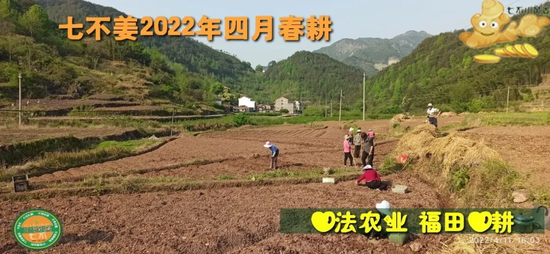 明安农业五月种七不水稻了。六月端午别忘吃粽子。买糯米要七不种植的...自然生态超越有机！七不姜优惠发劵