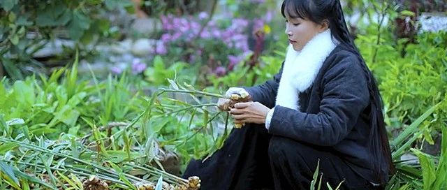 不知如何吃姜？李子柒做成了不同的美味！-七不姜 生姜養生網-明德CSA生態姜園&明安農業