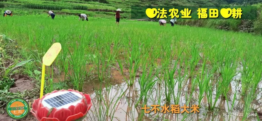 预定有礼-订购大米送生姜。2022年秋收浙江仙居新米⑤红籼米④黑米⑨勇优12粳米⑥糯米⑩香米华优18籼米 ⑾嘉丰优2号籼米 预定有礼-订购大米送生姜。2022年秋收浙江仙居新米⑤红籼米④黑米⑨勇优12粳米⑥糯米⑩香米华优18籼米 ⑾嘉丰优2号籼米