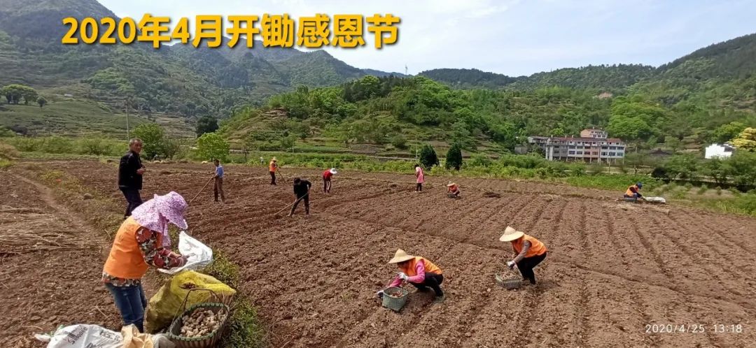 秋收节感恩什么？（浙江仙居七不姜 欢喜农耕 心悦自然 ）