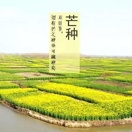 俗语说:芒种食姜,医生不忙。 俗语说:芒种食姜,医生不忙。