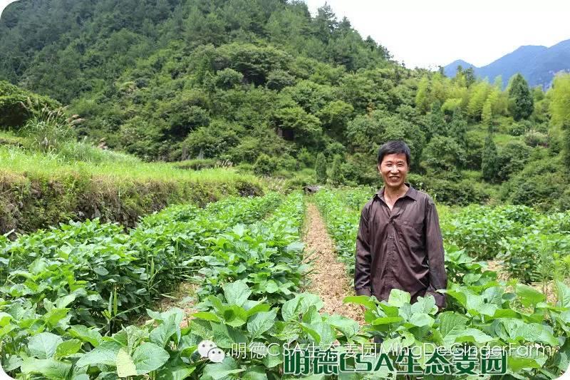 透明溯源 预售定制生态姜园7月新入股东介绍-浙江仙居吴金土