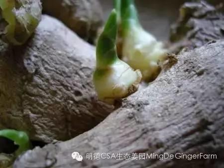 生姜发绿、长芽还能吃吗？