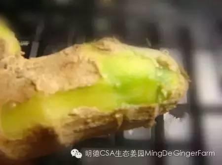 生姜发绿、长芽还能吃吗？