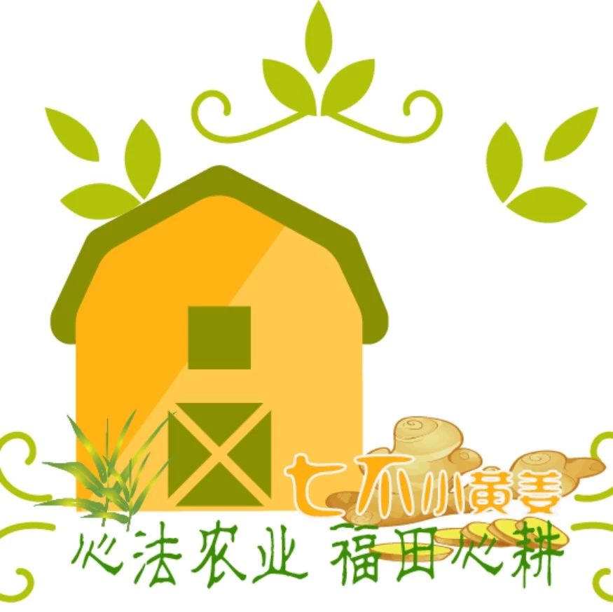 看过来!ヾ(●´∇`●)ノ哇~招募原始点分销代理诚招心法农业七不姜网络分销代理;!“七不”小黄姜网络分销代理-七不姜 生姜养生网-明德CSA生态姜园&明安农业