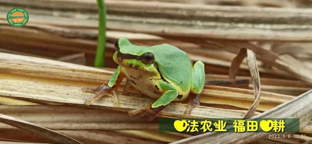 (●'◡'●)6月庆祝春播春种顺利完成！ 姜膏姜油 端午糯米 会员积分换购特惠 ，2023预售大米 会员折上折 6.18折