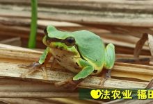 (●'◡'●)6月庆祝春播春种顺利完成! 姜膏姜油 端午糯米 会员积分换购特惠 ,2023预售大米 会员折上折 6.18折-七不姜 生姜养生网-明德CSA生态姜园&明安农业