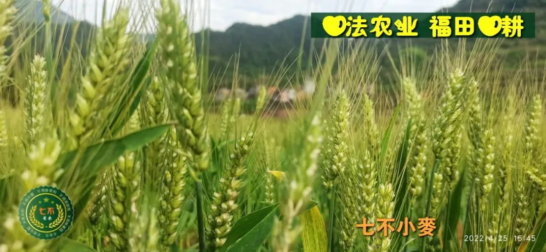 明安农业五月种七不水稻了。六月端午别忘吃粽子。买糯米要七不种植的...自然生态超越有机！七不姜优惠发劵