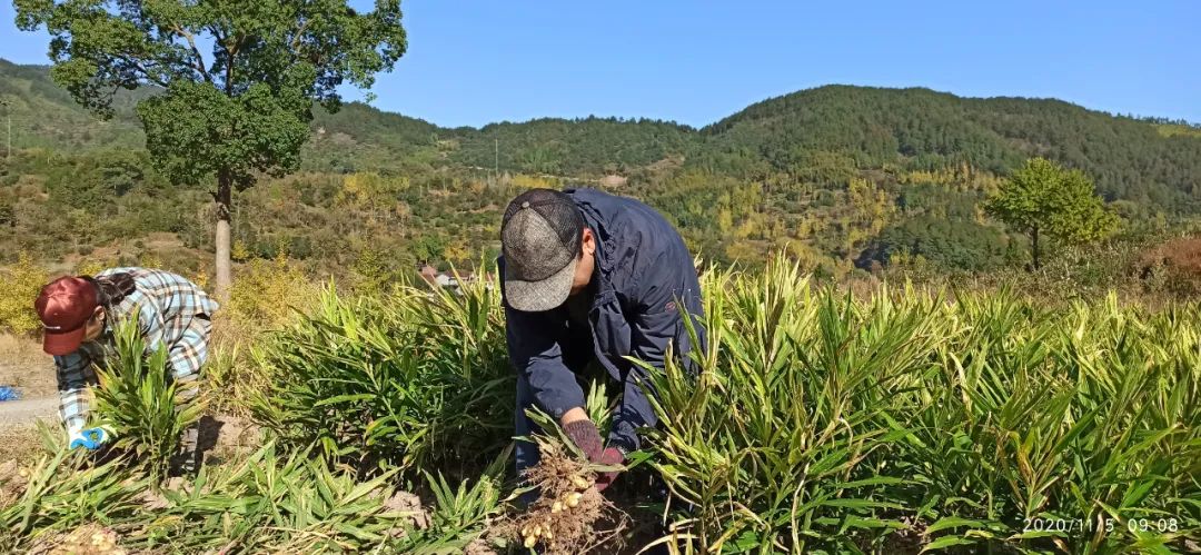 秋收节感恩什么？（浙江仙居七不姜 欢喜农耕 心悦自然 ）