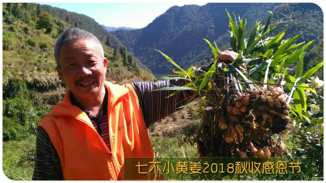 秋收节感恩什么？（浙江仙居七不姜 欢喜农耕 心悦自然 ）