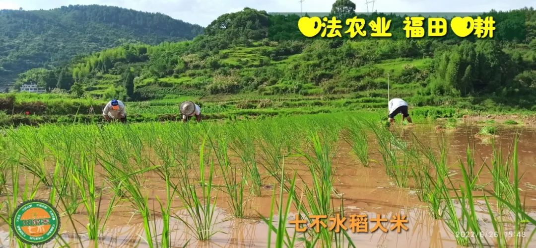 预定有礼-订购大米送生姜。2022年秋收浙江仙居新米⑤红籼米④黑米⑨勇优12粳米⑥糯米⑩香米华优18籼米 ⑾嘉丰优2号籼米 预定有礼-订购大米送生姜。2022年秋收浙江仙居新米⑤红籼米④黑米⑨勇优12粳米⑥糯米⑩香米华优18籼米 ⑾嘉丰优2号籼米