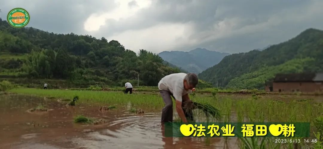 (●'◡'●)6月庆祝春播春种顺利完成！ 姜膏姜油 端午糯米 会员积分换购特惠 ，2023预售大米 会员折上折 6.18折