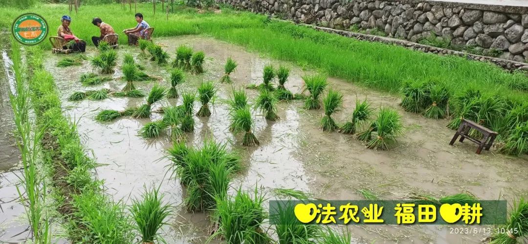 (●'◡'●)6月庆祝春播春种顺利完成！ 姜膏姜油 端午糯米 会员积分换购特惠 ，2023预售大米 会员折上折 6.18折