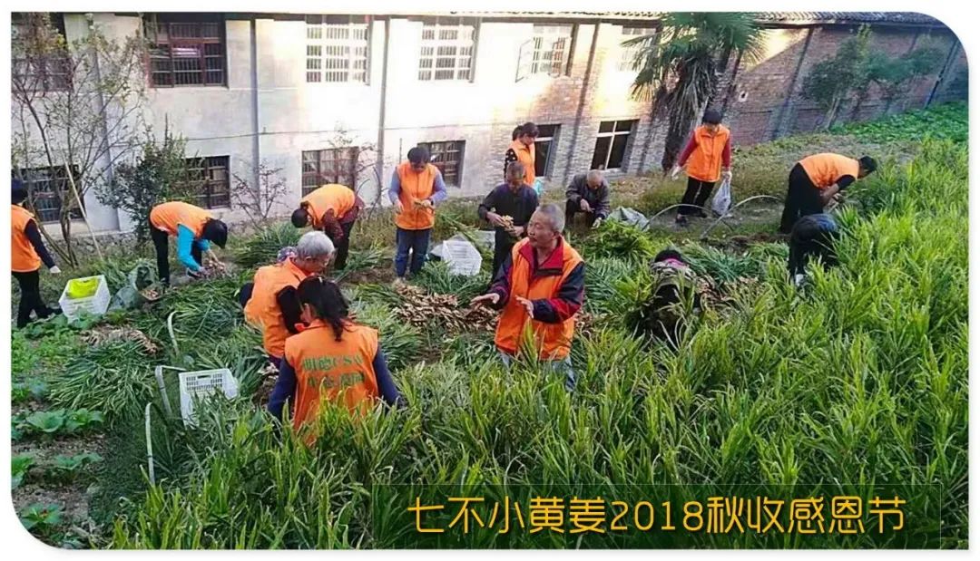 秋收节感恩什么？（浙江仙居七不姜 欢喜农耕 心悦自然 ）