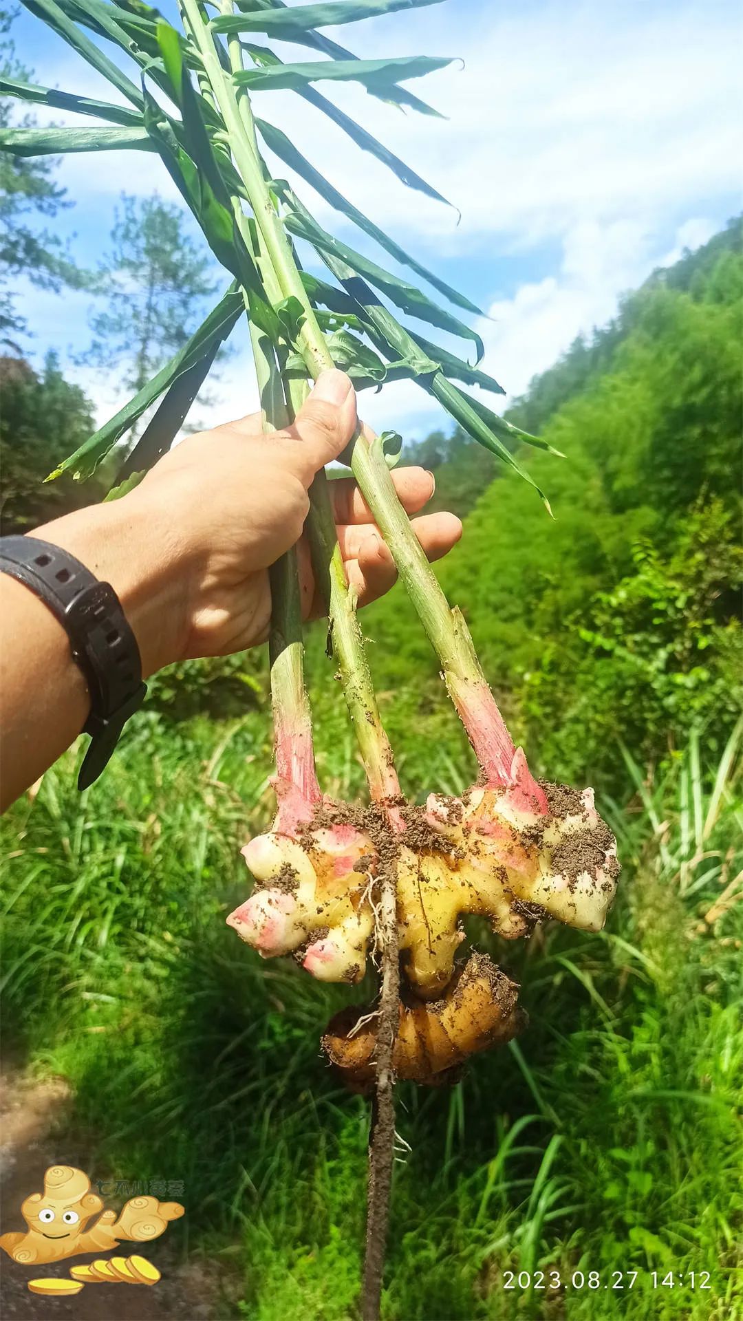 周末特惠限时 姜膏 姜油 姜茶油 及介绍 2023年9月