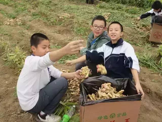 明德CSA生態姜園收姜勞動（二）-七不姜 生姜養生網-明德CSA生態姜園&明安農業