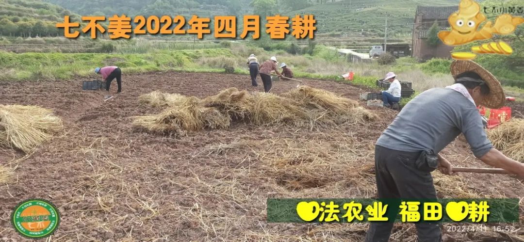 明安农业五月种七不水稻了。六月端午别忘吃粽子。买糯米要七不种植的...自然生态超越有机！七不姜优惠发劵