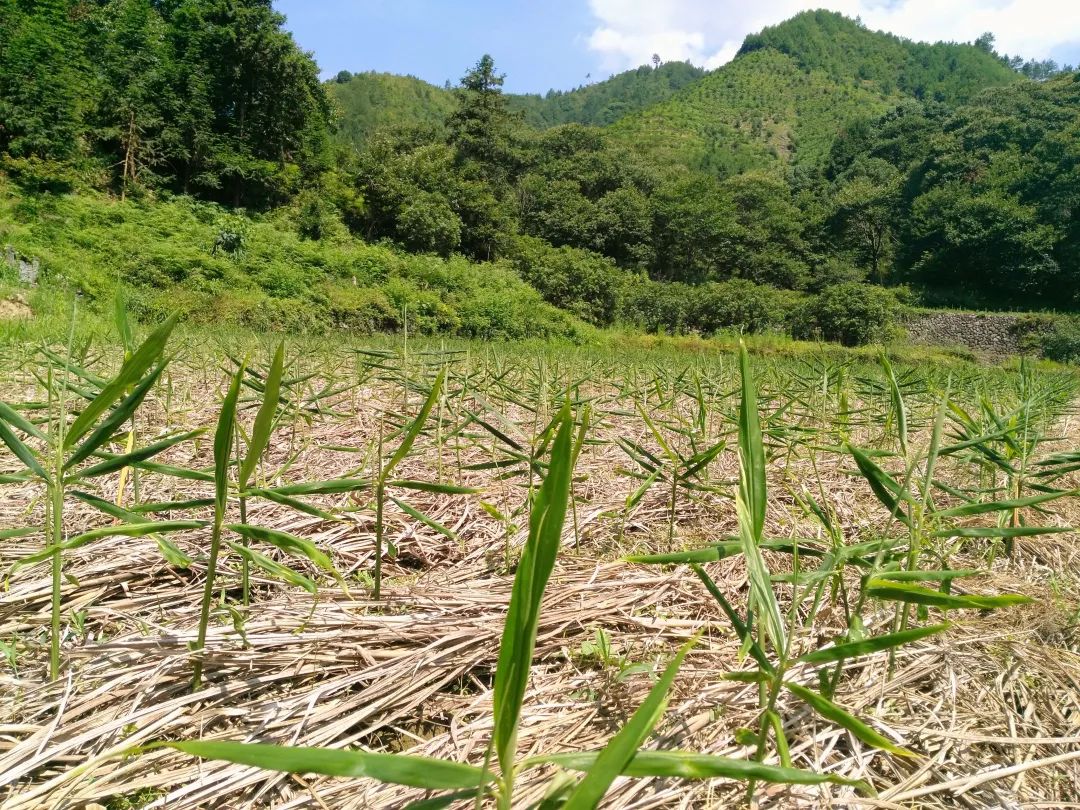 (●'◡'●)6月庆祝春播春种顺利完成！ 姜膏姜油 端午糯米 会员积分换购特惠 ，2023预售大米 会员折上折 6.18折