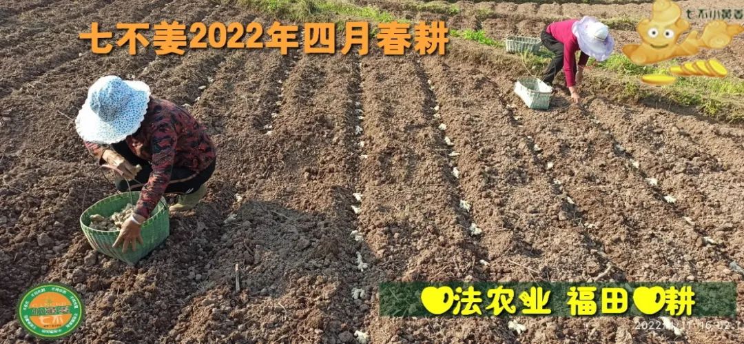 明安农业五月种七不水稻了。六月端午别忘吃粽子。买糯米要七不种植的...自然生态超越有机！七不姜优惠发劵