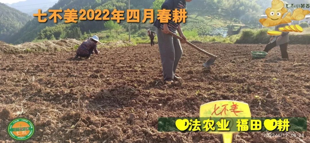 明安农业五月种七不水稻了。六月端午别忘吃粽子。买糯米要七不种植的...自然生态超越有机！七不姜优惠发劵