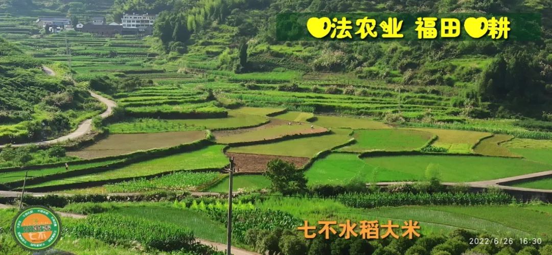 预定有礼-订购大米送生姜。2022年秋收浙江仙居新米⑤红籼米④黑米⑨勇优12粳米⑥糯米⑩香米华优18籼米 ⑾嘉丰优2号籼米 预定有礼-订购大米送生姜。2022年秋收浙江仙居新米⑤红籼米④黑米⑨勇优12粳米⑥糯米⑩香米华优18籼米 ⑾嘉丰优2号籼米
