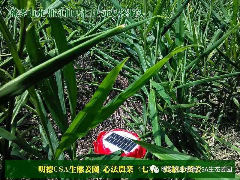 七不姜小黄姜 礼品卡 优惠劵 会员申请 折扣 积分2022年9月