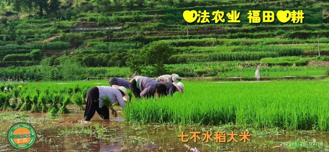 预定有礼-订购大米送生姜。2022年秋收浙江仙居新米⑤红籼米④黑米⑨勇优12粳米⑥糯米⑩香米华优18籼米 ⑾嘉丰优2号籼米 预定有礼-订购大米送生姜。2022年秋收浙江仙居新米⑤红籼米④黑米⑨勇优12粳米⑥糯米⑩香米华优18籼米 ⑾嘉丰优2号籼米