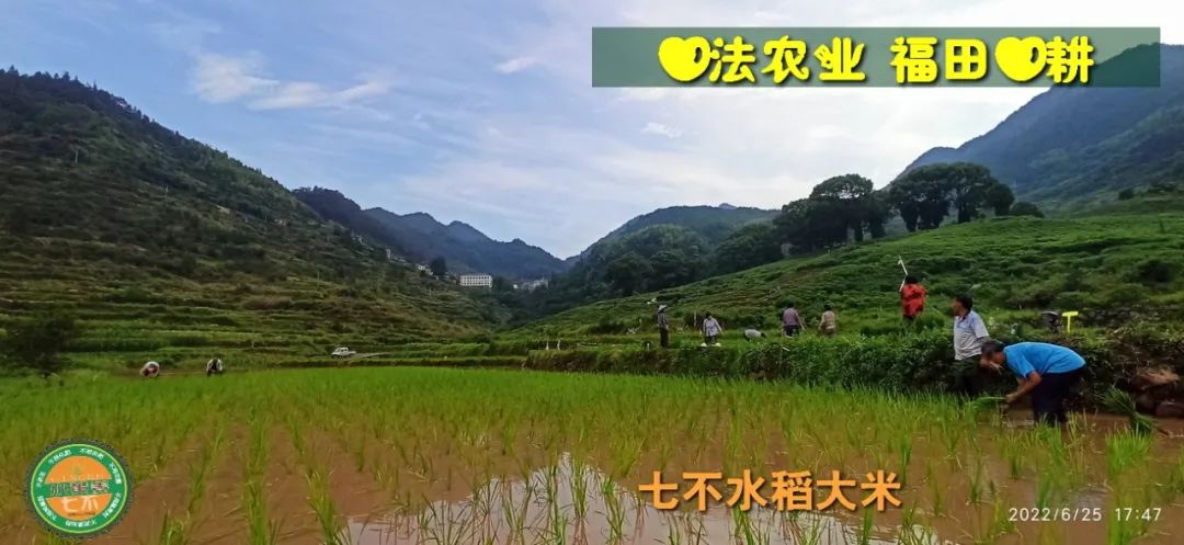 预定有礼-订购大米送生姜。2022年秋收浙江仙居新米⑤红籼米④黑米⑨勇优12粳米⑥糯米⑩香米华优18籼米 ⑾嘉丰优2号籼米 预定有礼-订购大米送生姜。2022年秋收浙江仙居新米⑤红籼米④黑米⑨勇优12粳米⑥糯米⑩香米华优18籼米 ⑾嘉丰优2号籼米