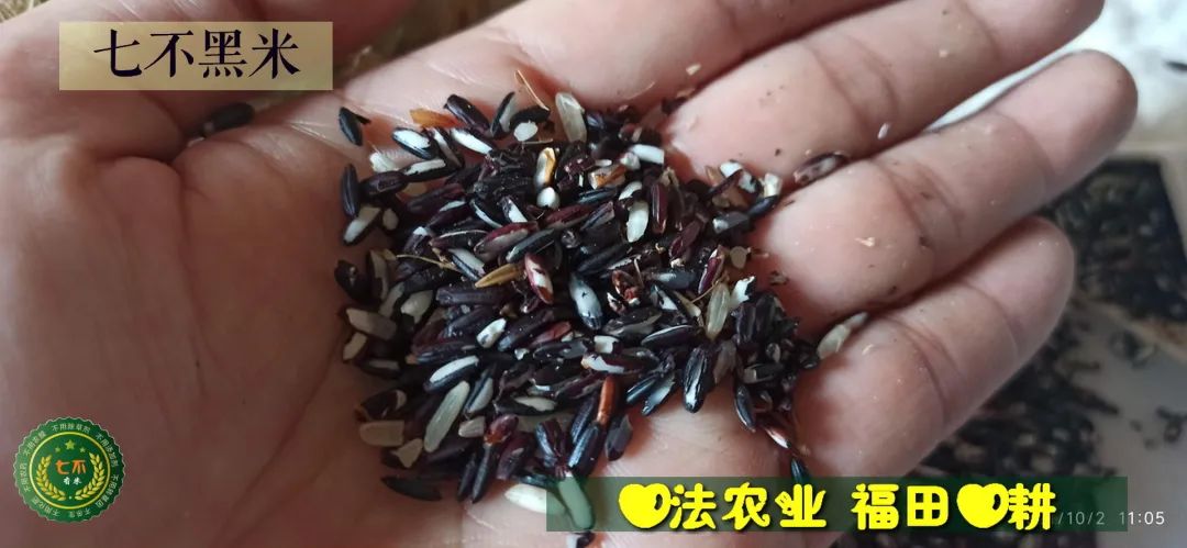 预定有礼-订购大米送生姜。2022年秋收浙江仙居新米⑤红籼米④黑米⑨勇优12粳米⑥糯米⑩香米华优18籼米 ⑾嘉丰优2号籼米 预定有礼-订购大米送生姜。2022年秋收浙江仙居新米⑤红籼米④黑米⑨勇优12粳米⑥糯米⑩香米华优18籼米 ⑾嘉丰优2号籼米