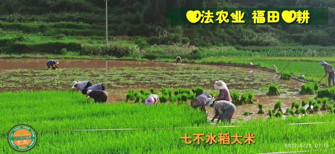 预定有礼-订购大米送生姜。2022年秋收浙江仙居新米⑤红籼米④黑米⑨勇优12粳米⑥糯米⑩香米华优18籼米 ⑾嘉丰优2号籼米 预定有礼-订购大米送生姜。2022年秋收浙江仙居新米⑤红籼米④黑米⑨勇优12粳米⑥糯米⑩香米华优18籼米 ⑾嘉丰优2号籼米