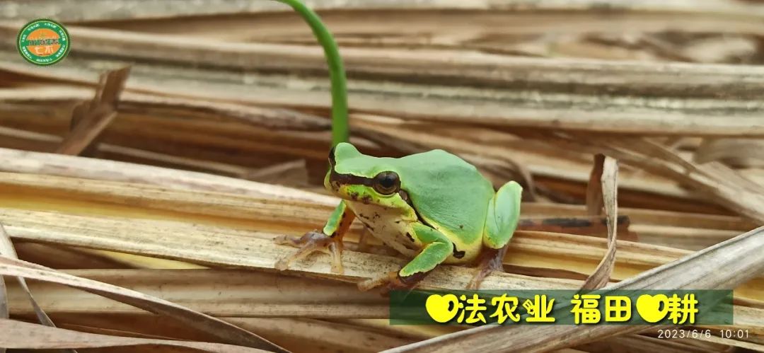 (●'◡'●)6月庆祝春播春种顺利完成！ 姜膏姜油 端午糯米 会员积分换购特惠 ，2023预售大米 会员折上折 6.18折