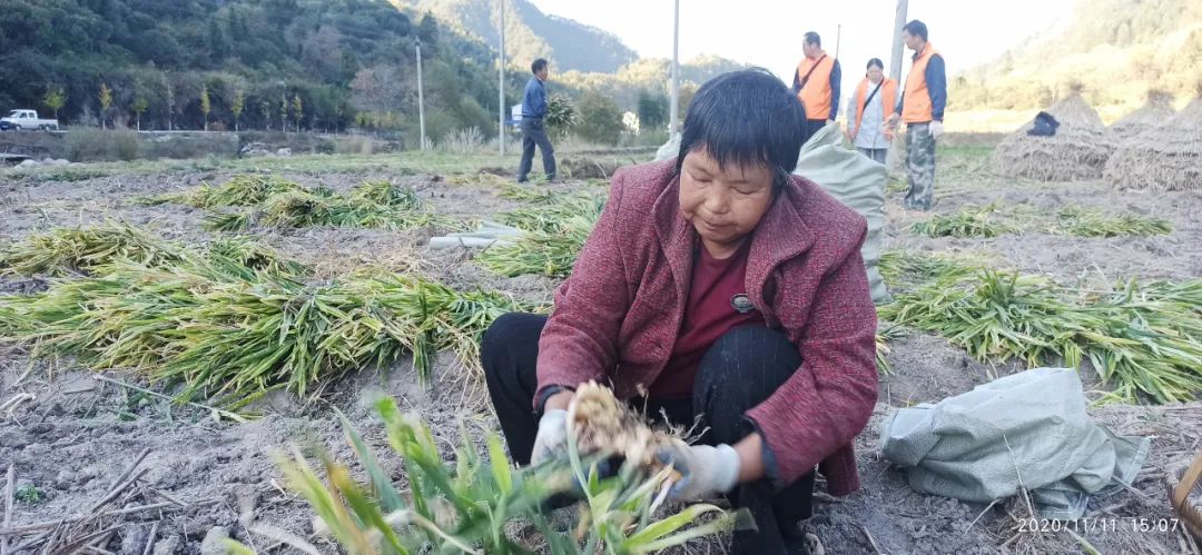 秋收节感恩什么？（浙江仙居七不姜 欢喜农耕 心悦自然 ）