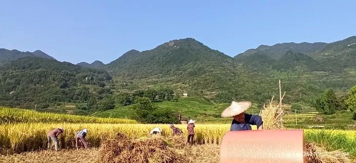 预定有礼-订购大米送生姜。2022年秋收浙江仙居新米⑤红籼米④黑米⑨勇优12粳米⑥糯米⑩香米华优18籼米 ⑾嘉丰优2号籼米 预定有礼-订购大米送生姜。2022年秋收浙江仙居新米⑤红籼米④黑米⑨勇优12粳米⑥糯米⑩香米华优18籼米 ⑾嘉丰优2号籼米