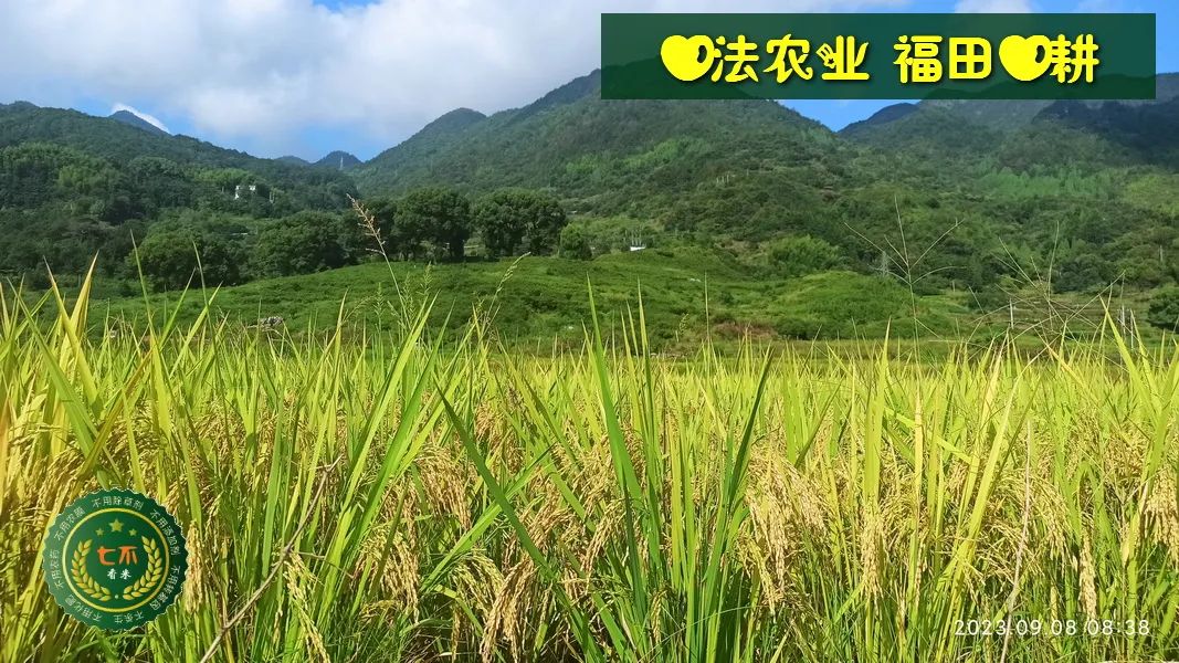 加入我们的七不姜养生微信群，专享2023年丰收节庆亚运优惠券！ 满30元，即可立减10元！仅2天。