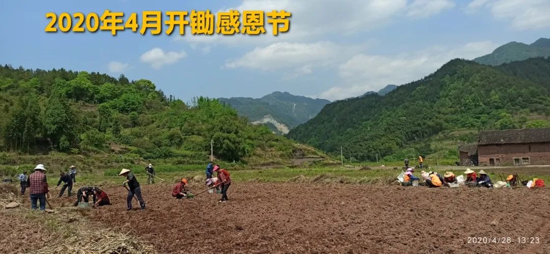 秋收节感恩什么？（浙江仙居七不姜 欢喜农耕 心悦自然 ）