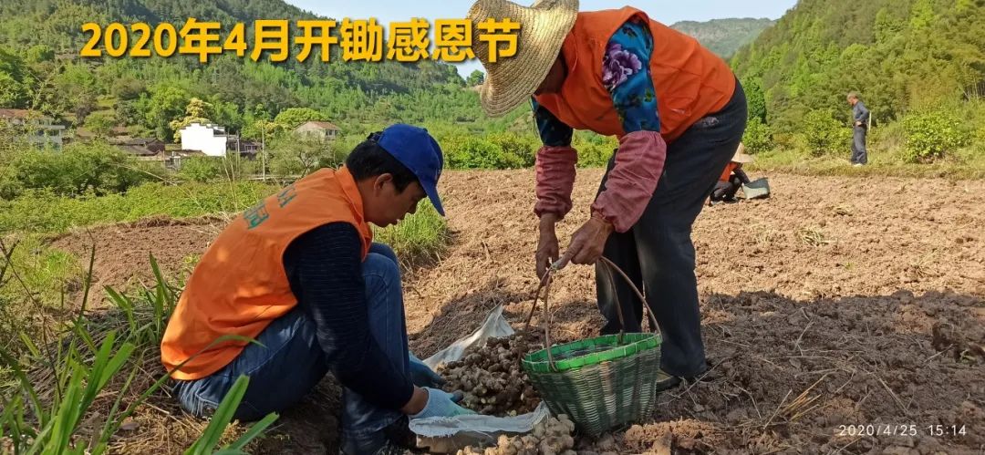 秋收节感恩什么？（浙江仙居七不姜 欢喜农耕 心悦自然 ）