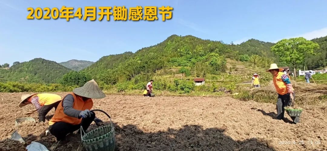 秋收节感恩什么？（浙江仙居七不姜 欢喜农耕 心悦自然 ）