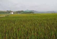 老年人多年便秘案例!2021年10月4日 姜灌腸-七不姜 生姜養生網-明德CSA生態姜園&明安農業