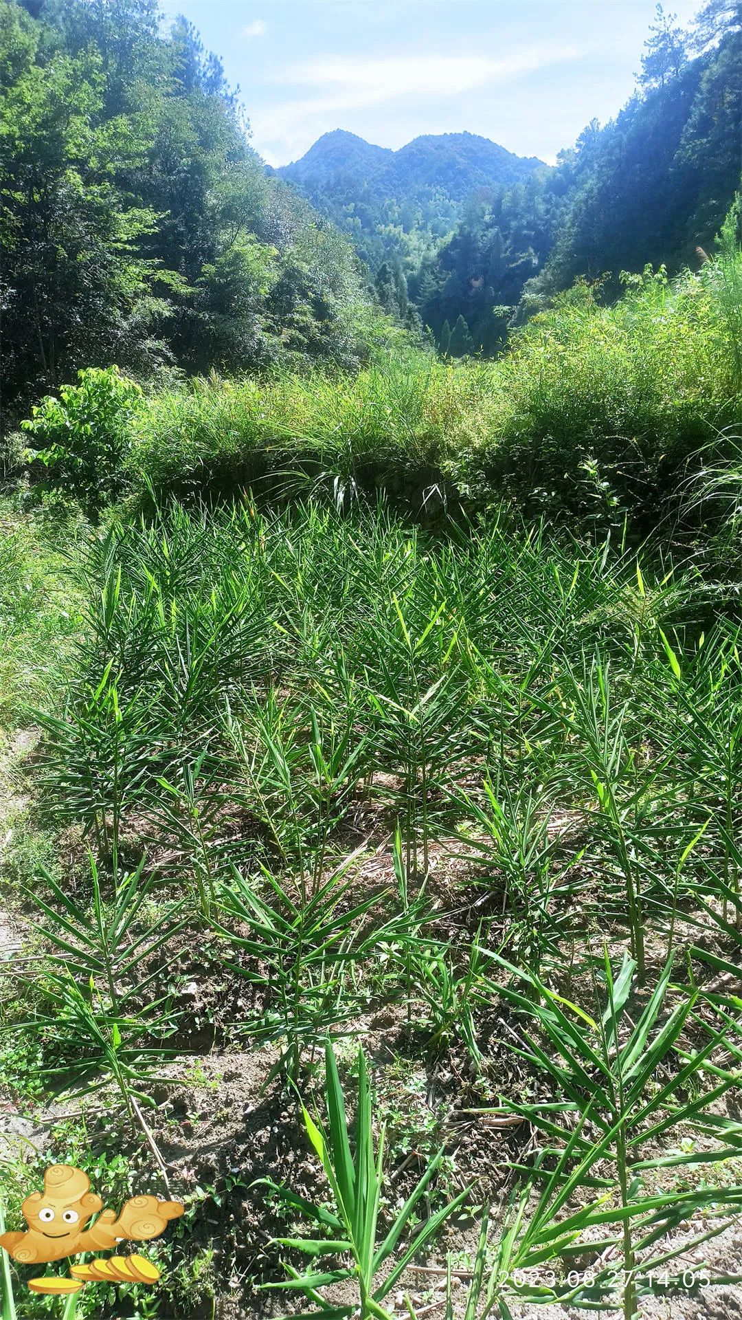 周末特惠限时 姜膏 姜油 姜茶油 及介绍 2023年9月