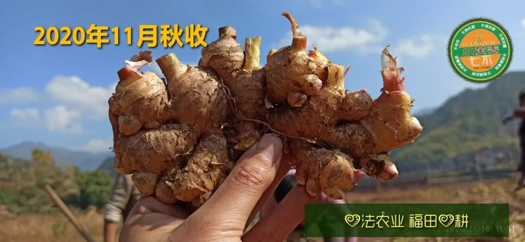 七不姜3月三八节&315感恩回馈！ 三个优惠 ！ 再送世界名品欧洲邮票表时尚时装表STAMPS CASIO表 派克笔 777