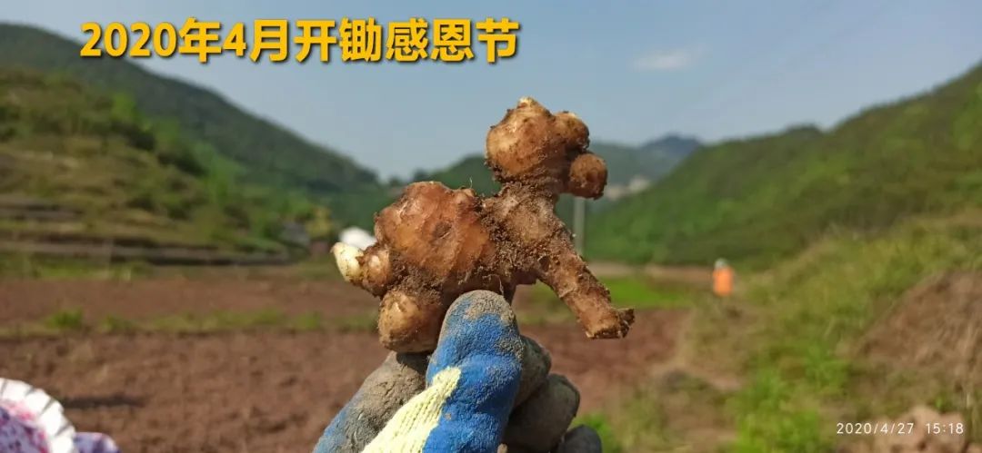 秋收节感恩什么？（浙江仙居七不姜 欢喜农耕 心悦自然 ）