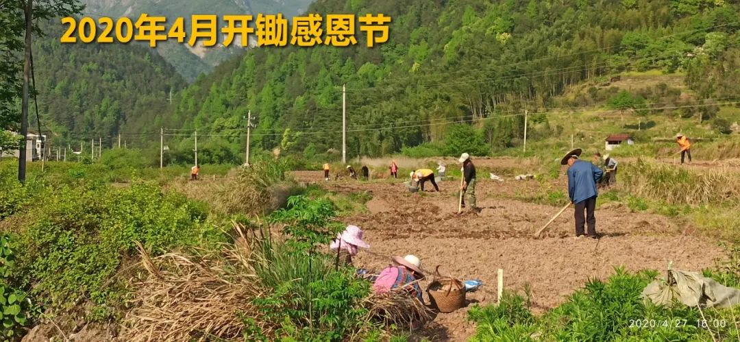 秋收节感恩什么？（浙江仙居七不姜 欢喜农耕 心悦自然 ）