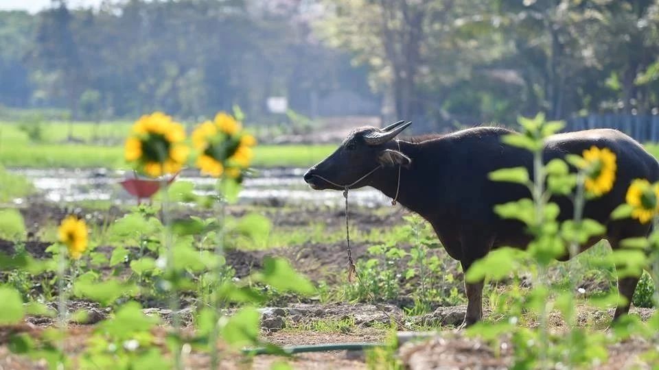 探訪清邁Ginger Farm（2018.7.7）-七不姜 生姜養生網-明德CSA生態姜園&明安農業
