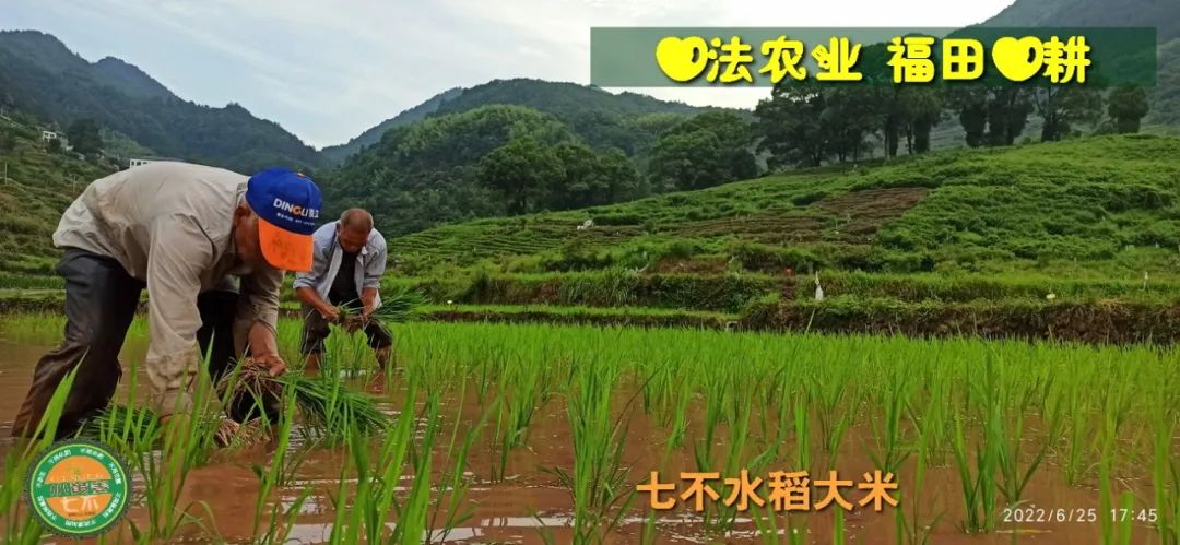 预定有礼-订购大米送生姜。2022年秋收浙江仙居新米⑤红籼米④黑米⑨勇优12粳米⑥糯米⑩香米华优18籼米 ⑾嘉丰优2号籼米 预定有礼-订购大米送生姜。2022年秋收浙江仙居新米⑤红籼米④黑米⑨勇优12粳米⑥糯米⑩香米华优18籼米 ⑾嘉丰优2号籼米